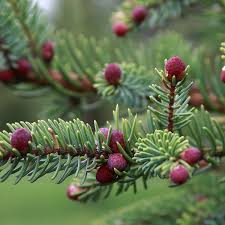 The Ancient One: Black Spruce for Deep Restoration