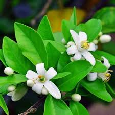 Neroli: Angelics Incarnate