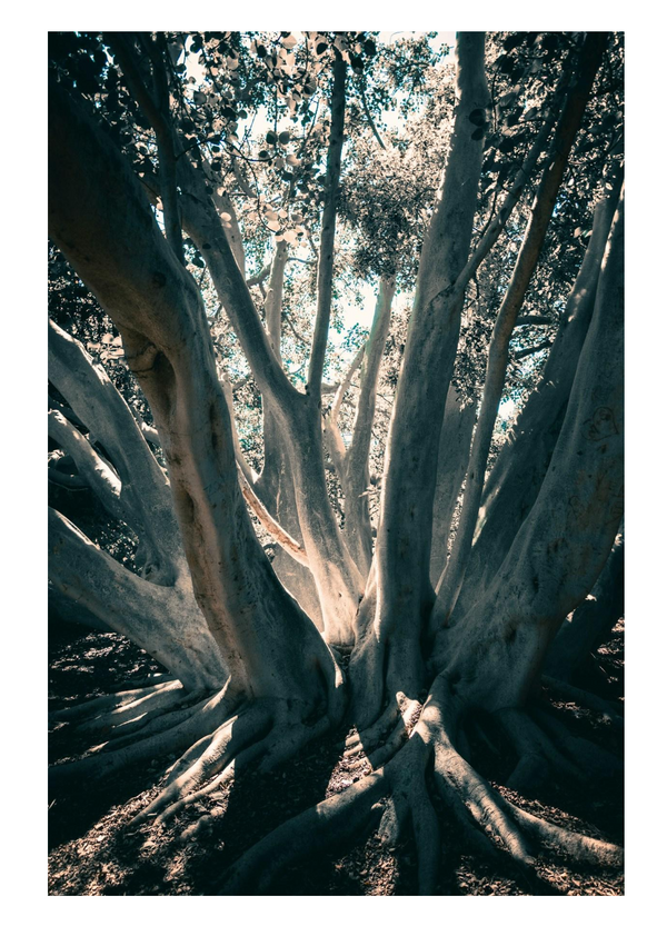 Black Spruce & Neroli: Rooted and Radiant