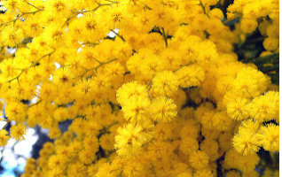 Mimosa, Absolute 10ml - Monara Essential Oils