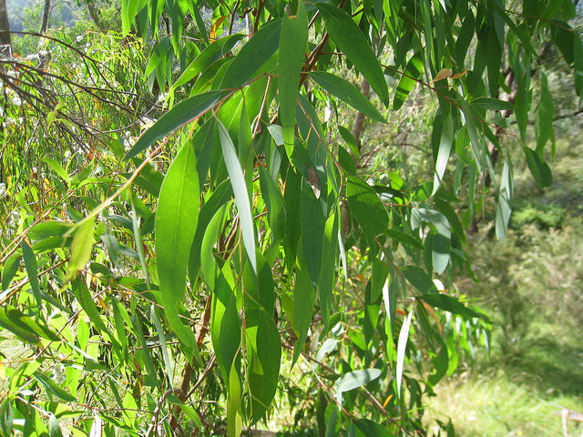 Eucalyptus 10 ml
