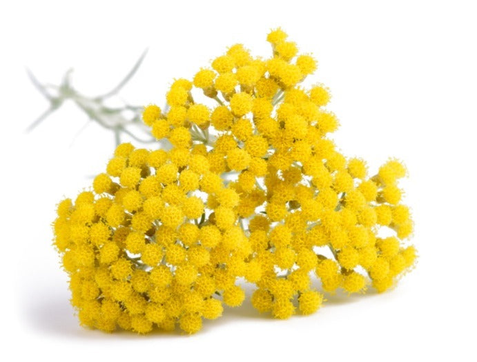 Helichrysum Essential Oil (Organic) - diluted to 15% in organic Jojoba – Monara Essential Oils