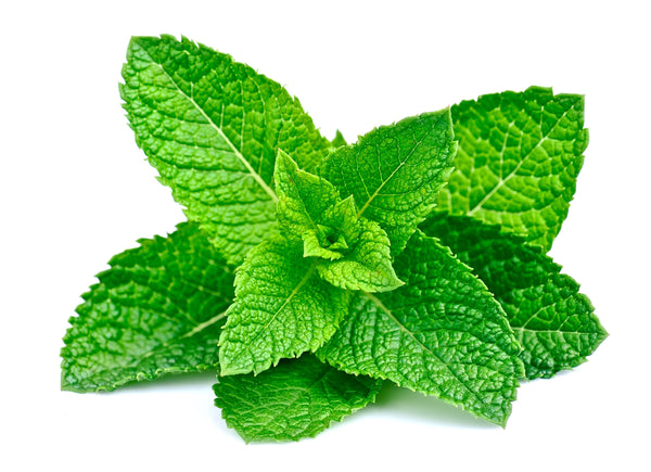 Peppermint (Organic) 10 ml or 15 ml diluted to 25% in Jojoba